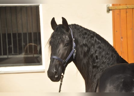 Fries paard, Hengst, 3 Jaar, 163 cm, Zwart