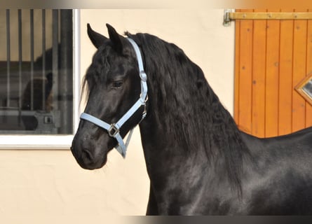 Fries paard, Hengst, 3 Jaar, 163 cm, Zwart