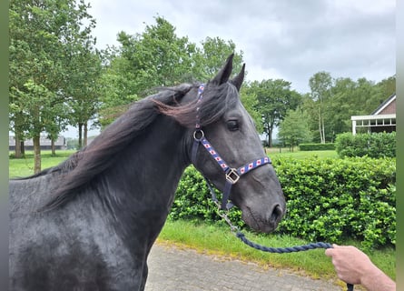 Fries paard, Hengst, 3 Jaar, 163 cm, Zwart