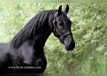 Fries paard, Hengst, 3 Jaar, 164 cm, Zwart