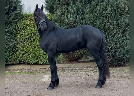 Fries paard, Hengst, 3 Jaar, 164 cm, Zwart