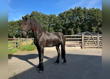 Fries paard, Hengst, 3 Jaar, 165 cm, Zwart