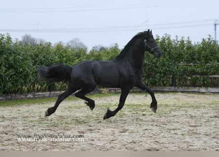 Fries paard, Hengst, 3 Jaar, 165 cm, Zwart