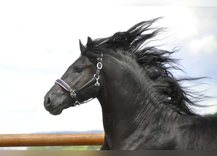 Fries paard, Hengst, 3 Jaar, 166 cm, Zwart