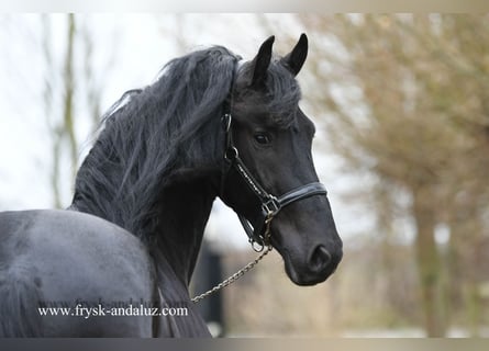 Fries paard, Hengst, 3 Jaar, 166 cm, Zwart