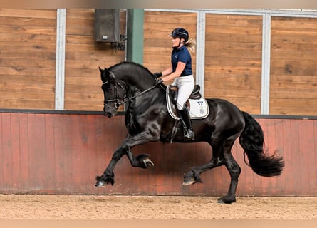 Fries paard, Hengst, 3 Jaar, 167 cm, Zwart