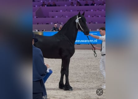 Fries paard, Hengst, 3 Jaar, 168 cm, Zwart