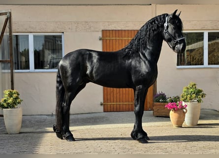 Fries paard, Hengst, 3 Jaar, 168 cm, Zwart