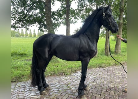 Fries paard, Hengst, 3 Jaar, 168 cm, Zwart