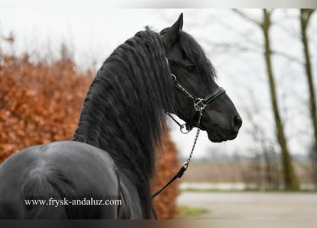 Fries paard, Hengst, 4 Jaar, 160 cm, Zwart