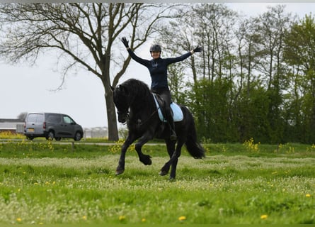 Fries paard, Hengst, 4 Jaar, 162 cm, Zwart