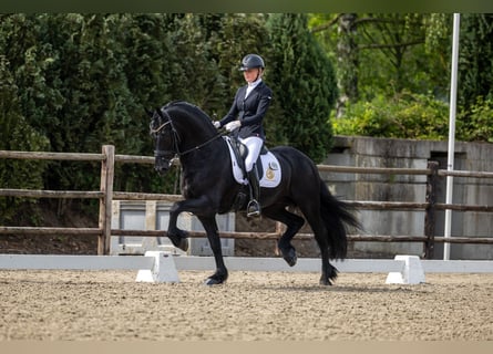 Fries paard, Hengst, 4 Jaar, 163 cm, Zwart