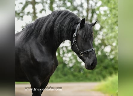 Fries paard, Hengst, 4 Jaar, 163 cm, Zwart