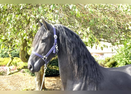 Fries paard, Hengst, 4 Jaar, 163 cm, Zwart