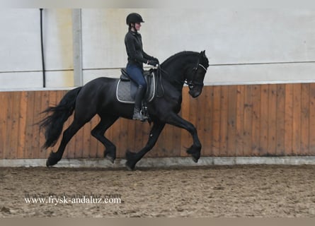 Fries paard, Hengst, 4 Jaar, 164 cm, Zwart