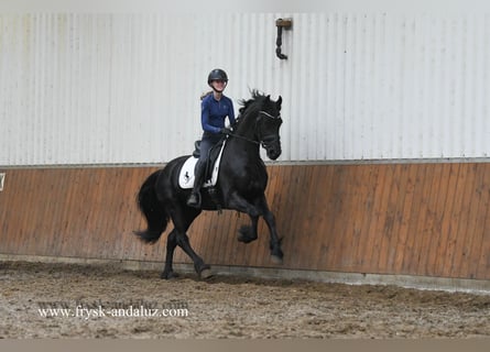 Fries paard, Hengst, 4 Jaar, 165 cm, Zwart