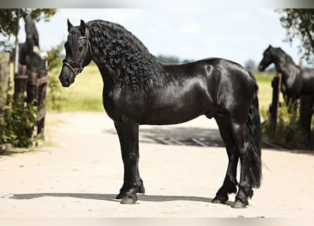 Fries paard, Hengst, 4 Jaar, 165 cm, Zwart