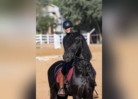 Fries paard, Hengst, 4 Jaar, 165 cm, Zwart