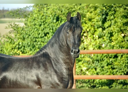 Fries paard, Hengst, 4 Jaar, 165 cm, Zwart