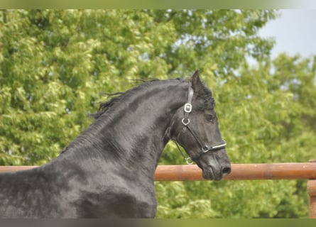 Fries paard, Hengst, 4 Jaar, 168 cm, Zwart