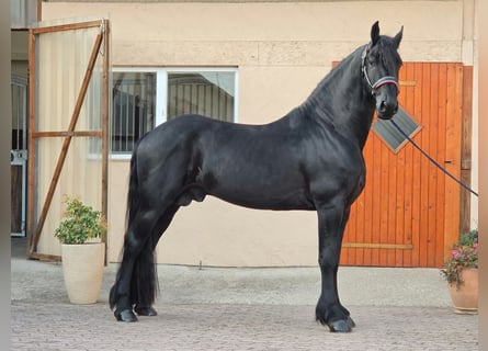 Fries paard, Hengst, 4 Jaar, 169 cm, Zwart