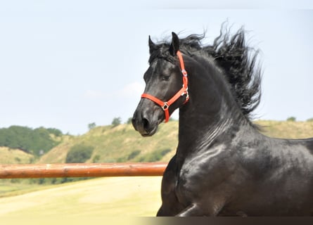 Fries paard, Hengst, 4 Jaar, 170 cm, Zwart