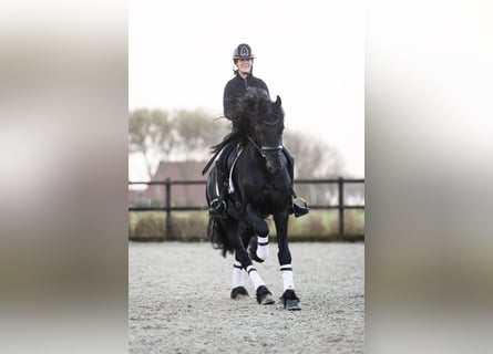 Fries paard, Hengst, 4 Jaar, 171 cm, Zwart