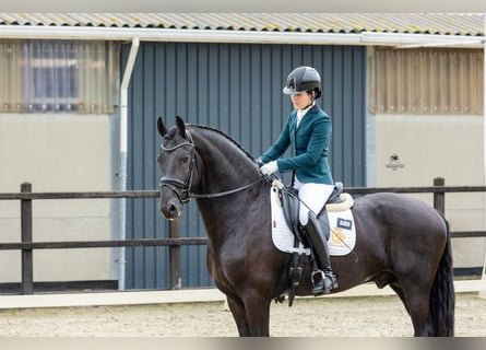 Fries paard, Hengst, 4 Jaar, 171 cm, Zwart