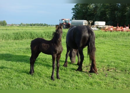 Fries paard, Hengst, 4 Jaar, Zwart