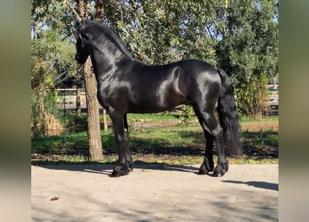 Fries paard, Hengst, 5 Jaar, 162 cm