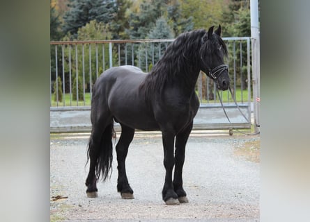 Fries paard, Hengst, 5 Jaar, 162 cm, Zwart