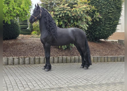Fries paard, Hengst, 5 Jaar, 163 cm, Zwart
