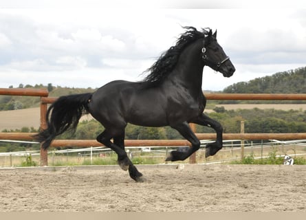 Fries paard, Hengst, 5 Jaar, 165 cm, Zwart