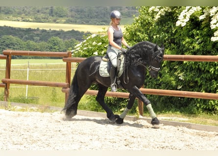 Fries paard, Hengst, 5 Jaar, 165 cm, Zwart