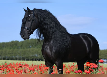 Fries paard, Hengst, 5 Jaar, 165 cm, Zwart