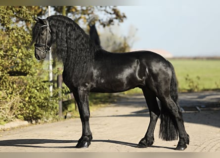 Fries paard, Hengst, 5 Jaar, 167 cm, Zwart