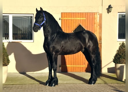 Fries paard, Hengst, 5 Jaar, 167 cm, Zwart
