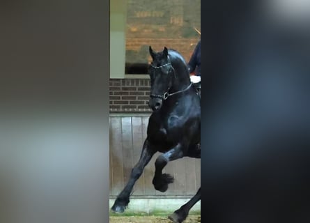 Fries paard, Hengst, 5 Jaar, 168 cm, Zwart