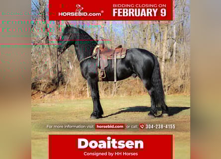 Fries paard, Hengst, 5 Jaar, 168 cm, Zwart