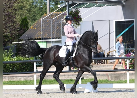 Fries paard, Hengst, 5 Jaar, 170 cm, Zwart