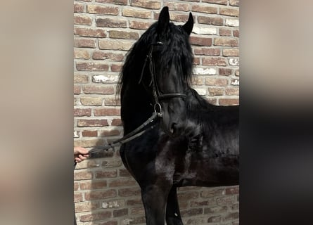 Fries paard, Hengst, 5 Jaar, 170 cm, Zwart