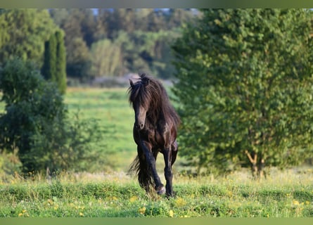 Fries paard, Hengst, 6 Jaar, 162 cm, Zwart