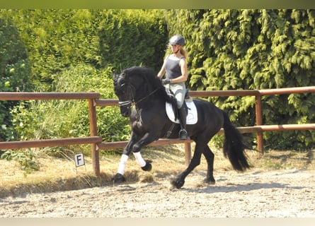 Fries paard, Hengst, 6 Jaar, 166 cm, Zwart