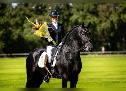 Fries paard, Hengst, 6 Jaar