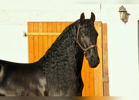 Fries paard, Hengst, 7 Jaar, 165 cm, Zwart