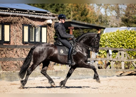 Fries paard, Hengst, 7 Jaar, 165 cm, Zwart