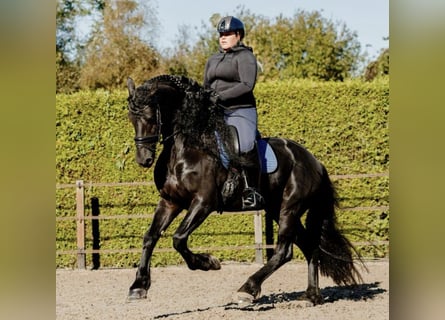 Fries paard, Hengst, 7 Jaar, 166 cm, Zwart