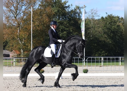 Fries paard, Hengst, 7 Jaar, 168 cm, Zwart