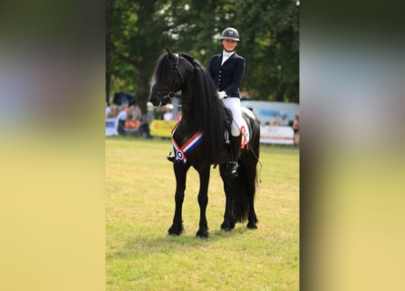 Fries paard, Hengst, 7 Jaar, 170 cm, Zwart