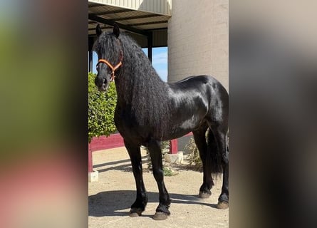 Fries paard, Hengst, 8 Jaar, 163 cm, Zwart